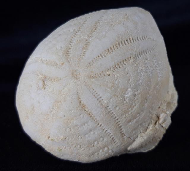 Eupatagus (Oymnopatagus) antillarum (COTTEAU 1875) - Bild &copy; FossNet FossilienStore